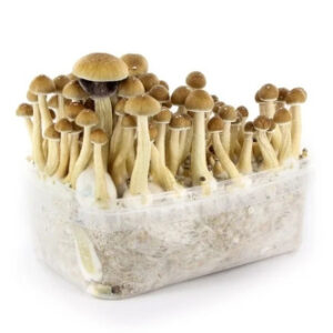 fresh mushrooms grow kit b+